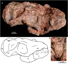 Photo and drawing of a skull seen from the right, and a close-up of a canine tooth