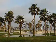 A picture of a Venice Boardwalk beach, which features a skateboard bowl and several planted palm trees.