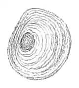 Outer side of an operculum