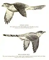 Image 6The hawk-cuckoo resembles a predatory shikra, giving the cuckoo time to lay eggs in a songbird's nest unnoticed (from Animal coloration)