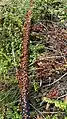 Firebugs on a water pipe in SW France