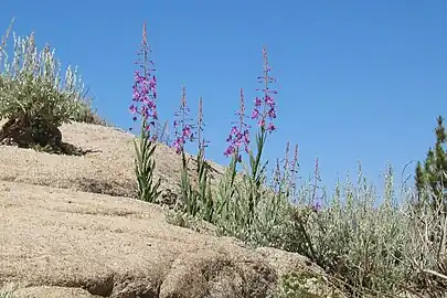 Fireweed