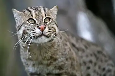 Fishing Cat Prionailurus viverrinus