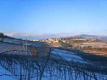 Vineyards in winter