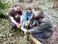 Fixing a wooden railing to protect native ferns