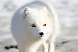 Arctic fox