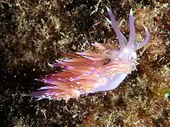 Flabellina affinis at La Herradura (Mediterranean Sea) Spain