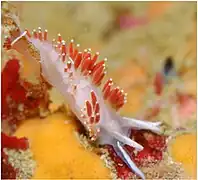 Coryphella longicaudata O'Donoghue, 1922, Kenai Fjords national Park, Alaska