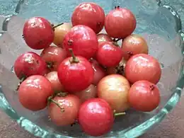 Close up of F. jangomas fruit