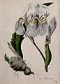 Flag iris (Iris x germanica)