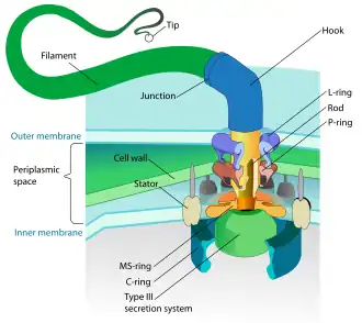 Bacterial flagellum rotated by a molecular motor at its base