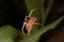 Flame-bellied or orange-bellied orb-weaver, Osa Peninsula, Costa Rica