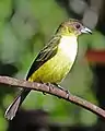 Female in northwestern Ecuador