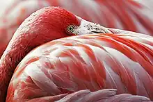 Image 3The red pigment in a flamingo's plumage comes from its diet of shrimps, which get it from microscopic algae. (from Animal coloration)