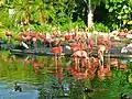 American flamingos (Phoenicopterus ruber)