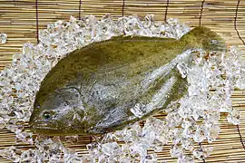 Flatfish (left‐eyed flounder)