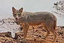 Golden jackal ("Canis aureus")