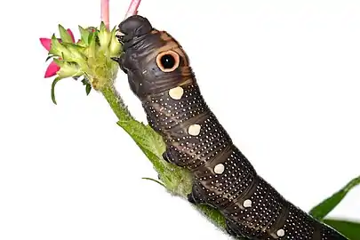 Caterpillar