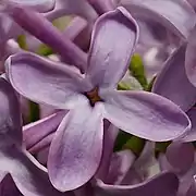 Single lilac flower