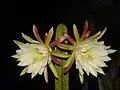 Nocturnal flowers of Cereus jamacaru