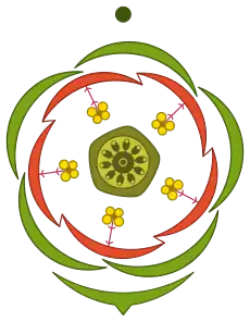 floral diagram of Anagallis arvensis