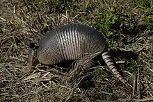 A hard-shelled mammals with long ears and nose.