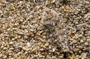 Image 50Some flatfish can camouflage themselves on the ocean floor (from Demersal fish)