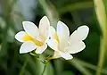 Freesia alba