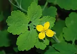 A leaf and an open flower