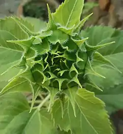 Sunflower bud