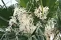 Flowering palm in Chandler, Arizona