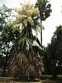 At Foster Botanical Garden, Honolulu, Hawaii