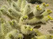 Fruiting Cylindropuntia bigelovii