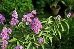 Flowers and leaves (Kolkata, West Bengal, India)