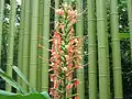 Flowers and bamboo at the zoo