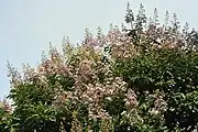 Flowers at canopy in Kolkata