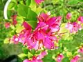 Flowers within the Campus.