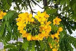 Cassia leptophylla flowers