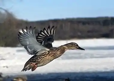 Image 26Female mallard in mid-flight at Flying and gliding animalsMore selected pictures