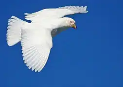 Flying sheathbill