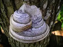 Image 31A tinder fungus, Fomes fomentarius (from Mushroom)