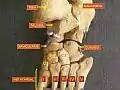 Foot bones - tarsus, metatarsus