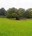 Sweet chestnut tree at the Meadows, one of the oldest documented trees in the region