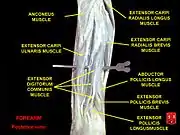 Forearm posterior view