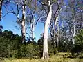 Forest red gums at Yatteyattah Nature Reserve