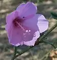 Hibiscus pedunculatus; near-endemic to the Maputaland-Pondoland-Albany Hotspot