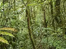 Image 6Tropical montane forest at around 2,000 m in Malaysia (from Montane ecosystems)