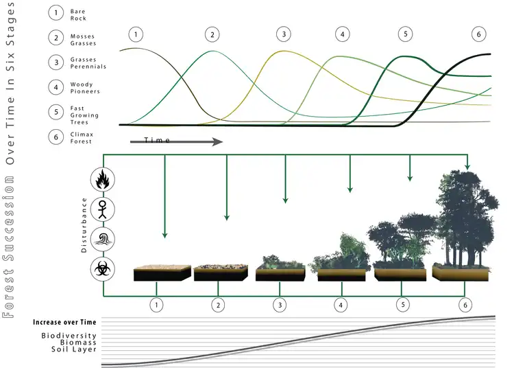 The image shows the succession from bare land to forest in 6 phases. Each phase is characterised by the prominence of one feature; bare soil decreases as vegetation increases. Mosses and annuals are outcompeted by grasses and perennials, which give rise to woody pioneers, then fast-growing trees and eventually the climax community. Simultaneously, the disturbance through fire, storm or antropogenic factors decreases steadily, while biodiversity, the soil layer and total biomass increases following a flat curve