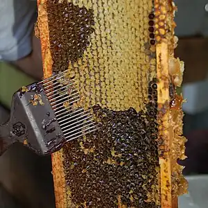 Uncapping the cells with an uncapping fork