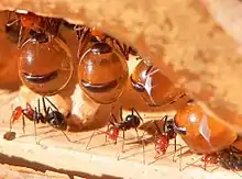 Image 20In honeypot ant repletes, the abdomens of the workers that hold the sugar solution grow vastly, but only the unsclerotised cuticle can stretch, leaving the unstretched sclerites as dark islands on the clear abdomen (from Arthropod exoskeleton)